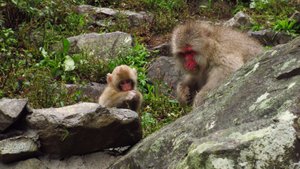 Snow Monkeys in Jigokudani Monkey Park