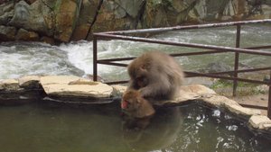 Snow Monkey Soaking in the Onsen