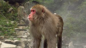 Alpha Male of Jigokudani Monkey Park