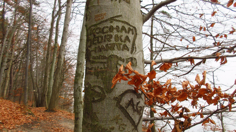 Inscription on a Tree in Kępa Redłowska Nature Reserve