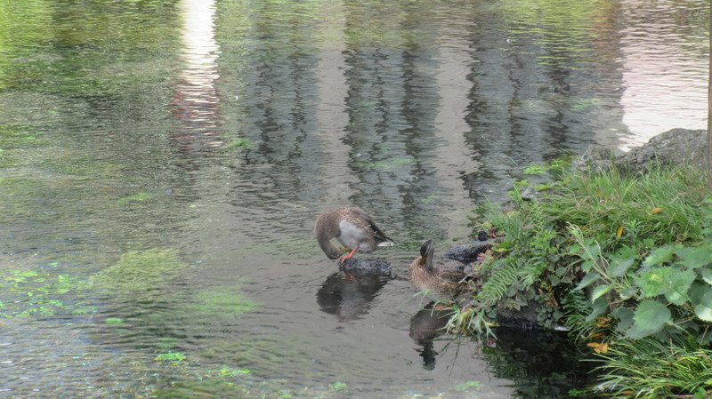 Ducks at the Wakutama Pond