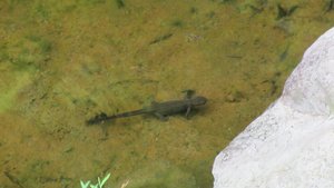 Lizard in the Pond