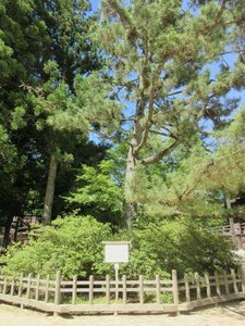 Toten no Matsu (Ascent to Heaven Pine Tree)