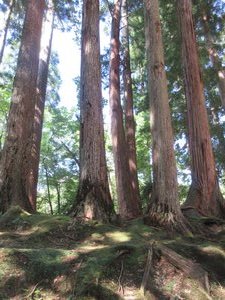 Japanese Cypresses