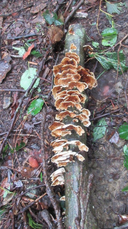 Mushrooms Growing on a Tree