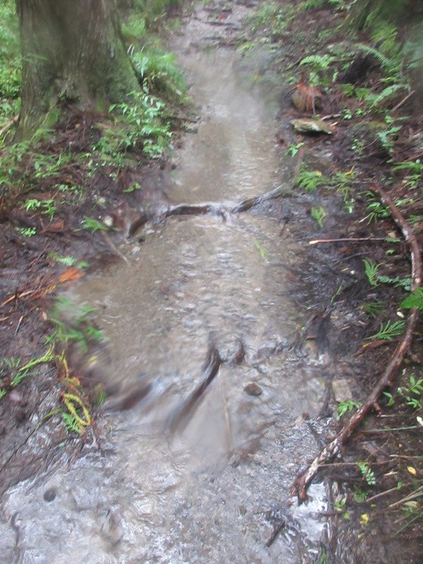 Watery Path