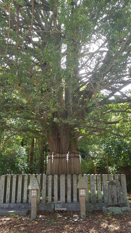 Sacred Nagi Tree