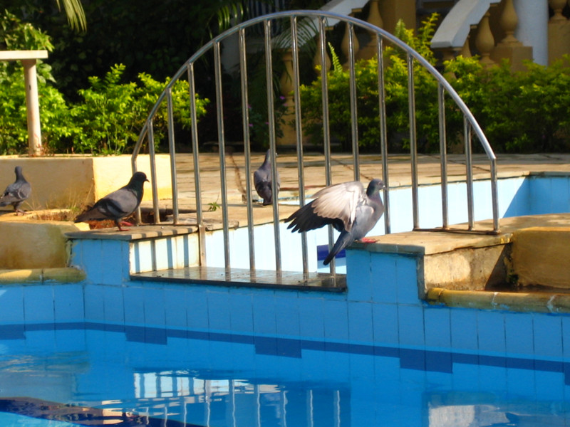 Pigeon at the Pool