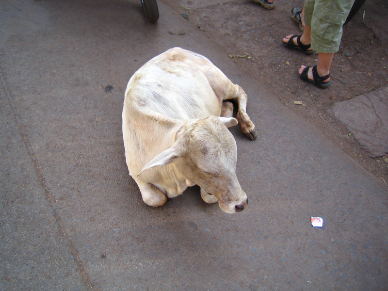 Cow Resting in the Street