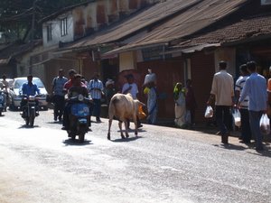 Cow Blocking Traffic