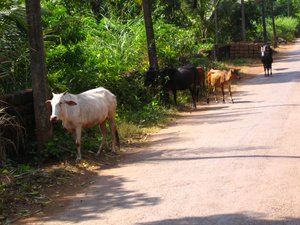 Cows on the Road