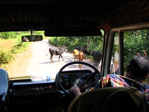 Cows in front of the Car