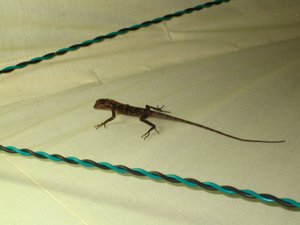Lizard in Our Tent