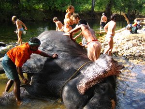 Bathing the Elephant