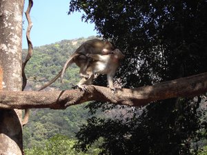 Two Macaques Mating