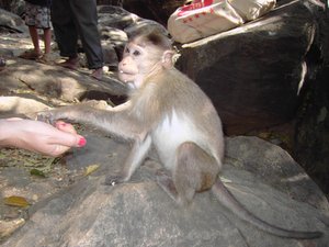 My Mother is Giving Treats to a Macaque