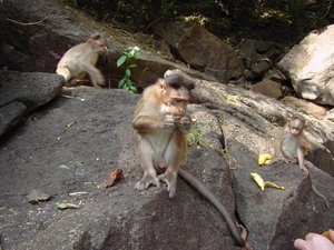 Giving Treats to a Macaque