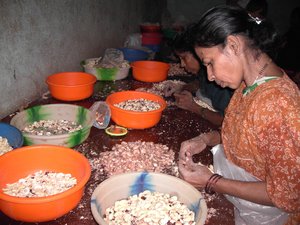 Ladies Removing the Shells of the Cashew Nuts