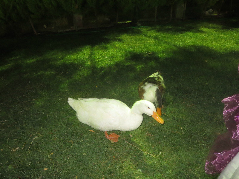 Wedding Ducks!