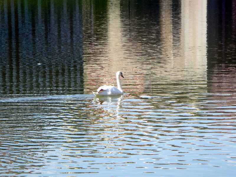 Swan in River Drava