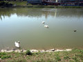 Swans in River Drava