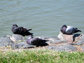 Pigeons at River Drava