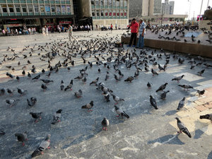 Lots of Pigeons
