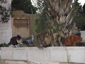 Cats in Amman