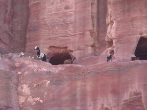 Goats in Petra