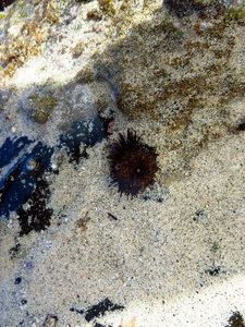 Dead Urchin