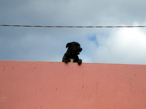 Dog on the Roof