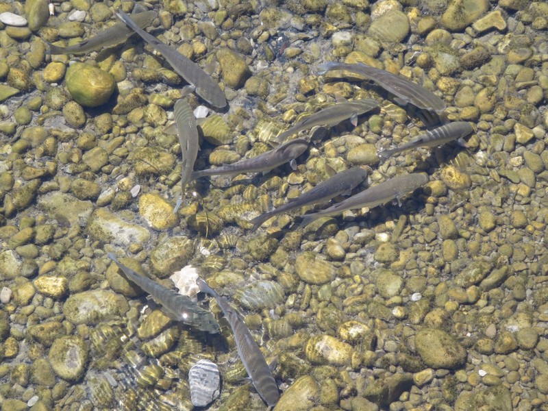 Fish in Shallow Waters