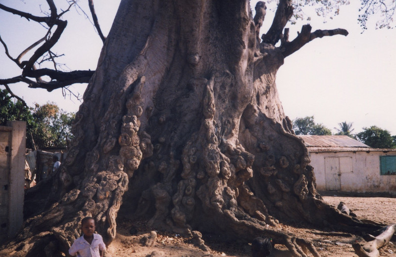 Biggest Tree in Gambia