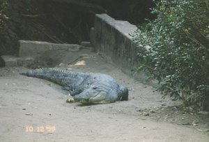 Crocodile Resting in the Sun