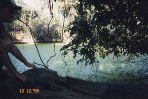 People Petting Crocodiles
