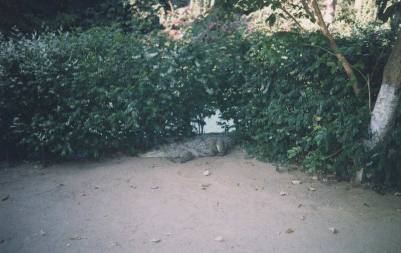 Kachikali Crocodile Park