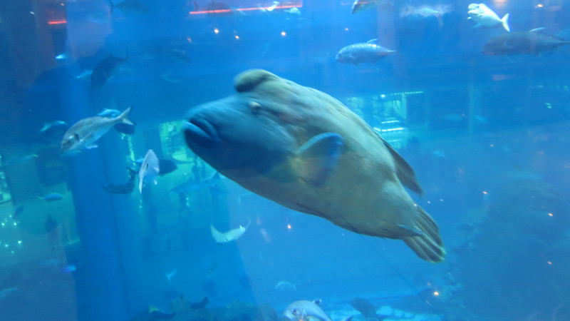 Dubai Aquarium & Underwater Zoo.