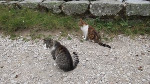 Adorable Cats in the Mountains
