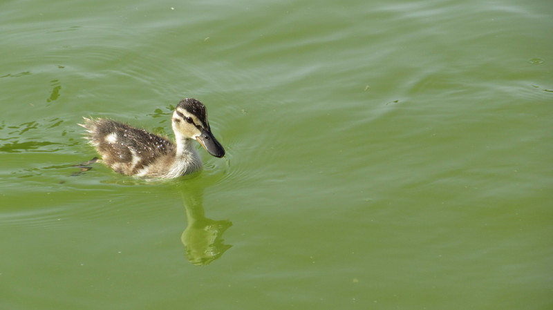Cutest Duckling
