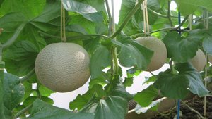 Crown Melons