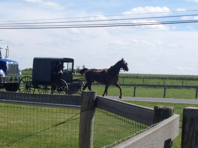 Horse and Carriage