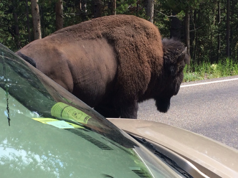 Buffalo drive by