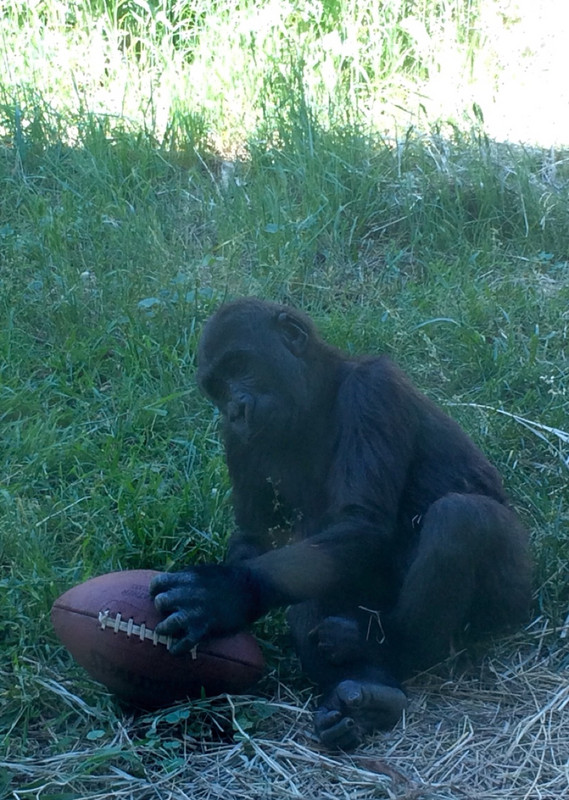 Football fan at the zoo in Colorado Springs