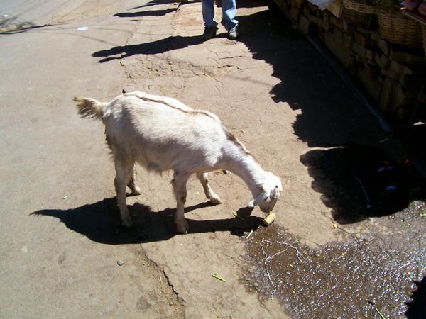 Goat at the Tibetan Market