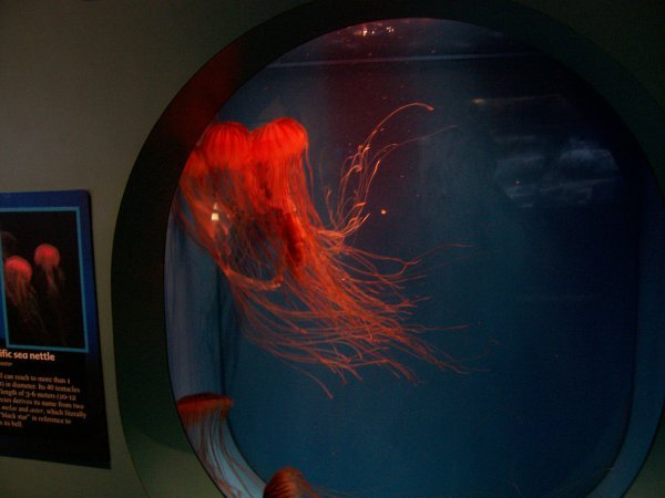 Red Jellyfish
