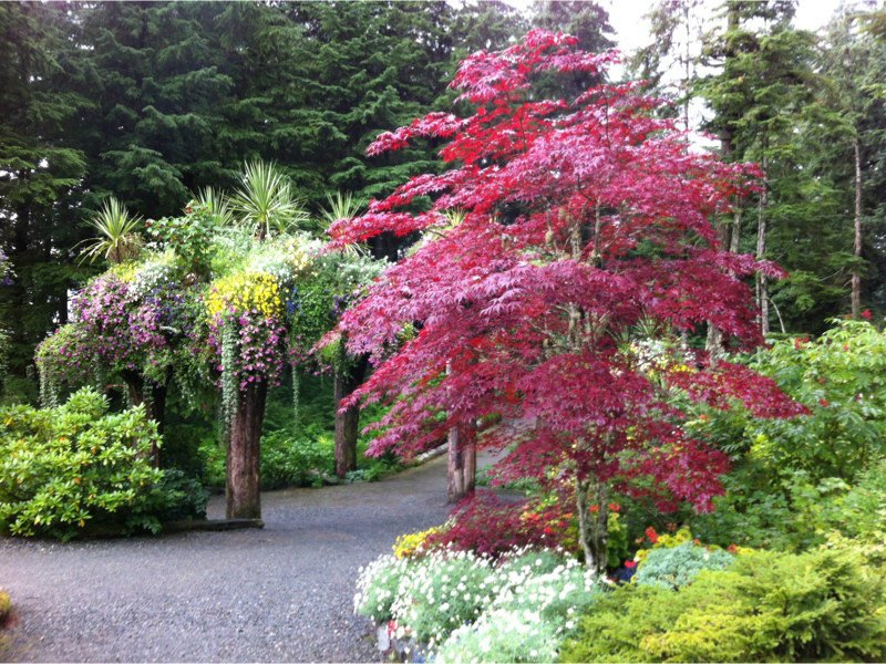 Red: Glacier Gardens Japanese Maple