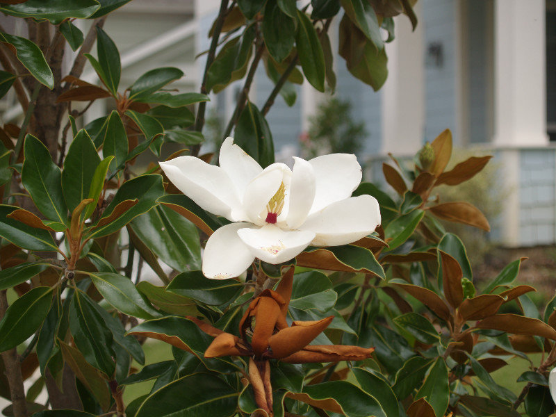 White: Magnolia Blossom in Savannah Texas