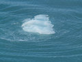 Blue: Ice Float at Hubbard Glacier