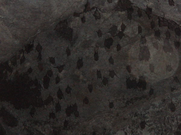 Inside the Bat-Cave