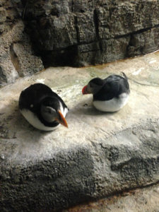 Pingouins :)
